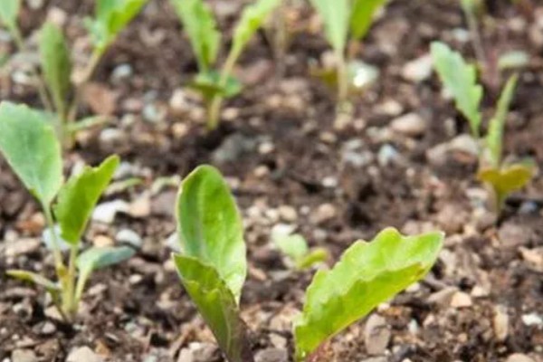 大头菜何时收获，一般在秋季会大量上市