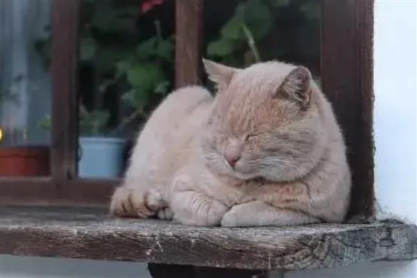 狗狗睡觉不停换地方的原因，可能是换了新的环境所致