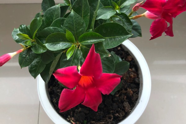飘香藤为什么掉花蕾，可能是浇水过多所致