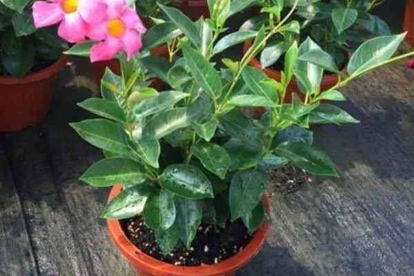 飘香藤为什么掉花蕾，可能是浇水过多所致