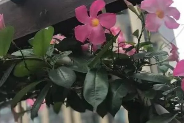 飘香藤为什么掉花蕾，可能是浇水过多所致