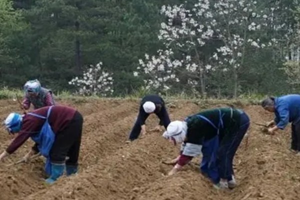 怎么栽培藤三七，适时遮荫有助于营养生长