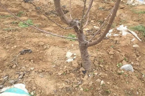 如何修剪西梅树，生长期修剪植株顶部的嫩芽和嫩叶
