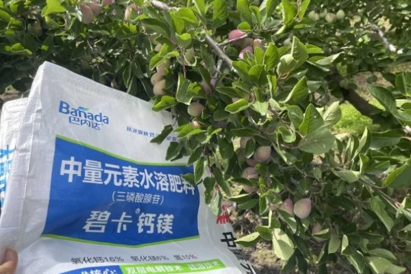 如何修剪西梅树，生长期修剪植株顶部的嫩芽和嫩叶