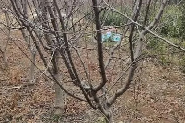 如何修剪西梅树，生长期修剪植株顶部的嫩芽和嫩叶