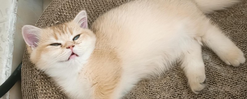 猫砂铺多厚最合适，以3到5厘米为宜