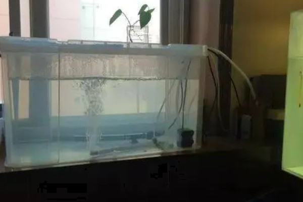 鱼缸困水10天还能不能用，不建议用了