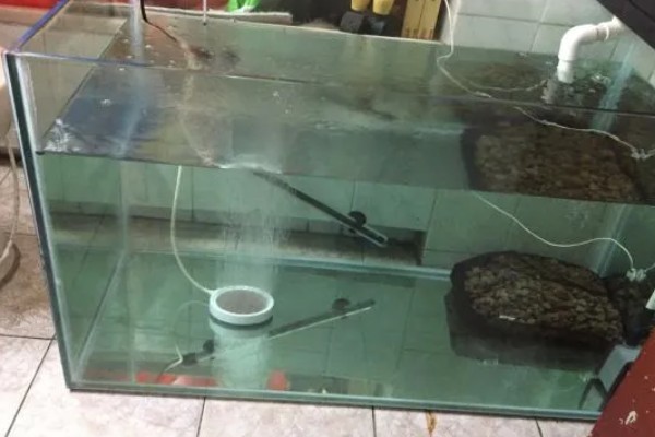 鱼缸困水10天还能不能用，不建议用了