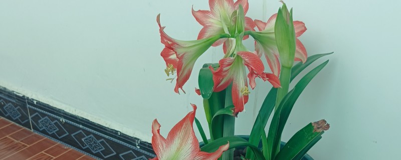 朱顶红的养殖方法，低于5℃时要做好防寒措施