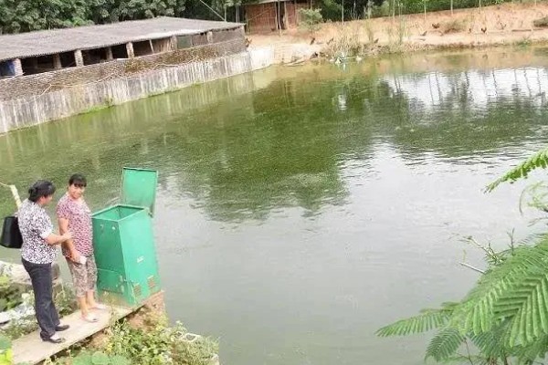 鲤鱼的养殖技术，鲤鱼苗一定要选择无病虫害的品种