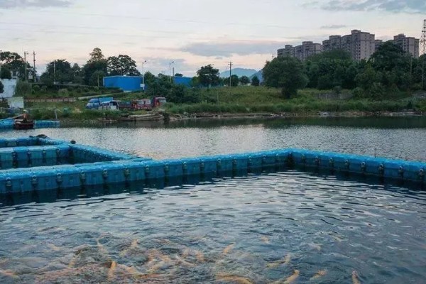 鲤鱼的养殖技术，鲤鱼苗一定要选择无病虫害的品种
