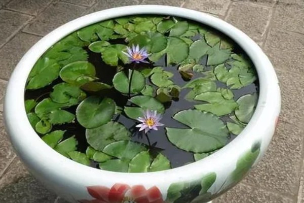 睡莲晚上会合拢的原因，缺少阳光的刺激时会合拢