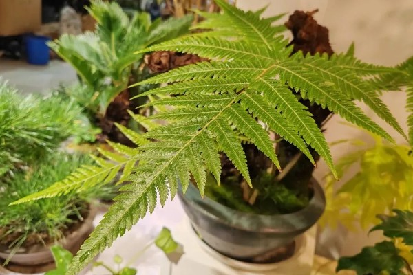 金丝猴蕨的寓意，代表珍奇珍贵