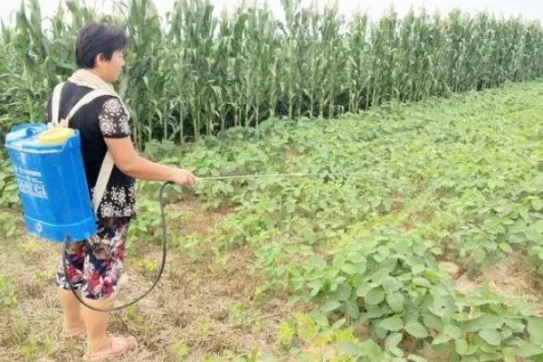 绿豆开花时能不能打药，使用溴氰菊酯等药物可防治蚜虫
