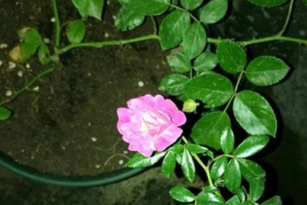 蔷薇移盆后过多长时间才能恢复，经过半个月左右会恢复生长