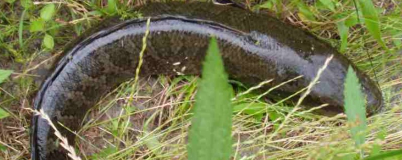 黑鱼是海鱼吗，不属于海鱼