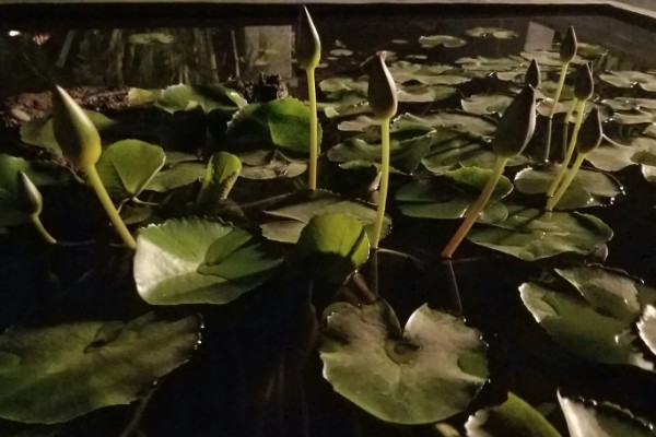 睡莲晚上会合拢的原因，缺少阳光的刺激时会合拢