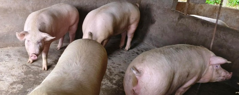 猪染上猪瘟该如何补救，可注射重症太保针