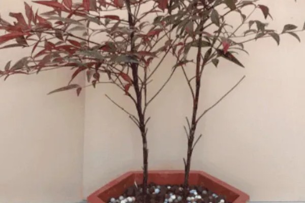 南天竹如何养殖，细苗半个月左右施一次薄肥