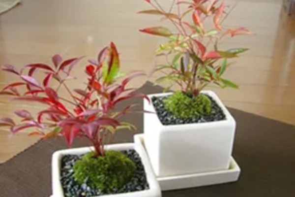 南天竹如何养殖，细苗半个月左右施一次薄肥