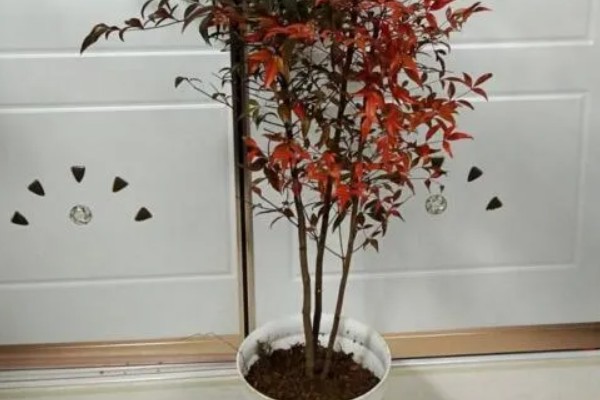 南天竹如何养殖，细苗半个月左右施一次薄肥