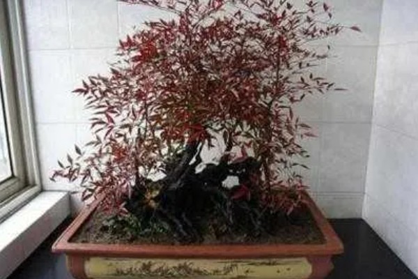 南天竹如何养殖，细苗半个月左右施一次薄肥