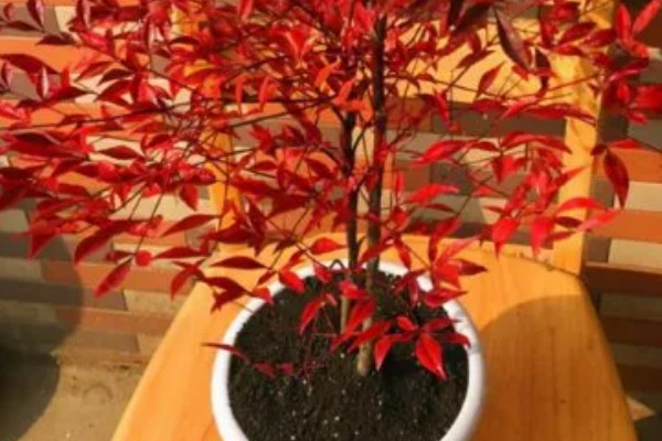 南天竹如何养殖，细苗半个月左右施一次薄肥