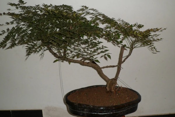 南天竹如何养殖，细苗半个月左右施一次薄肥