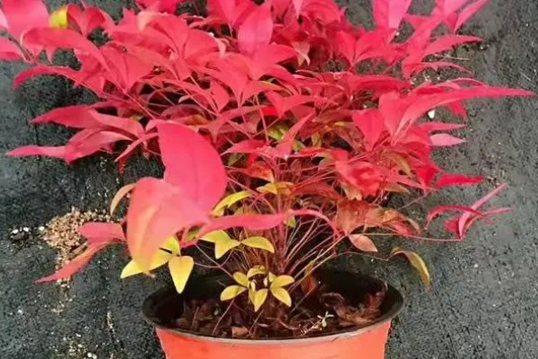 南天竹如何养殖，细苗半个月左右施一次薄肥