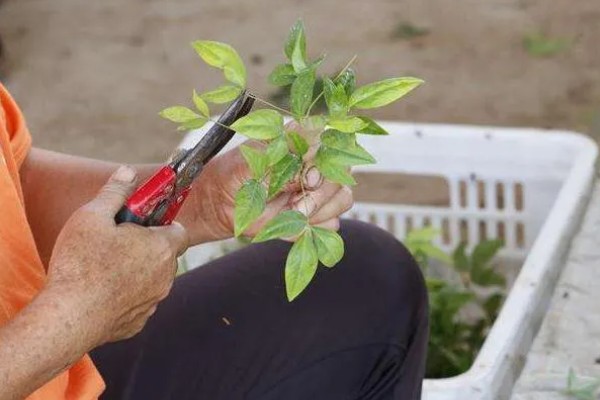 南天竹如何养殖，细苗半个月左右施一次薄肥