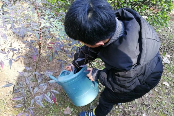 南天竹如何养殖，细苗半个月左右施一次薄肥