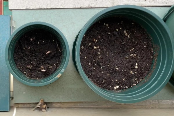 南天竹如何养殖，细苗半个月左右施一次薄肥