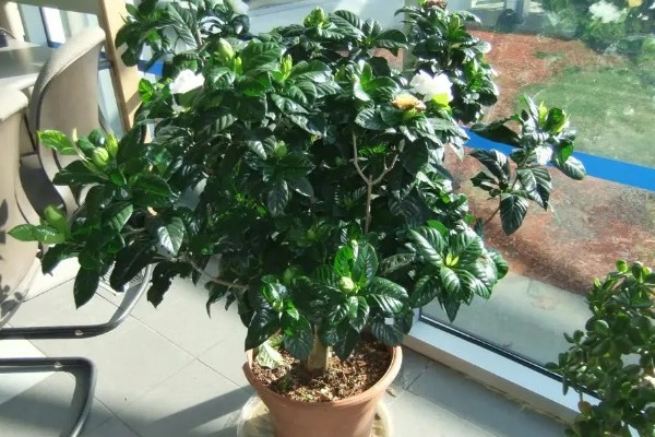 栀子花不开怎么办，花期要使用磷钾肥料