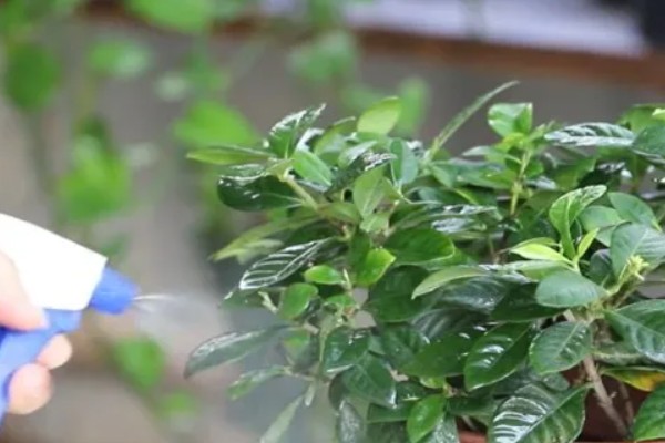 栀子花不开怎么办，花期要使用磷钾肥料