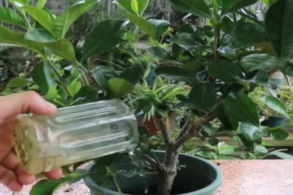 栀子花不开怎么办，花期要使用磷钾肥料