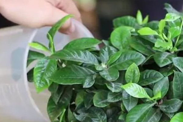 栀子花不开怎么办，花期要使用磷钾肥料