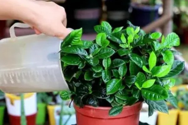 栀子花不开怎么办，花期要使用磷钾肥料