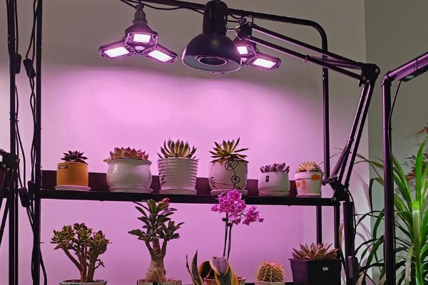 怎么选植物补光灯，选择红蓝配合的LED灯即可