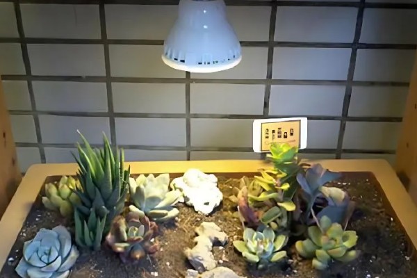 怎么选植物补光灯，选择红蓝配合的LED灯即可