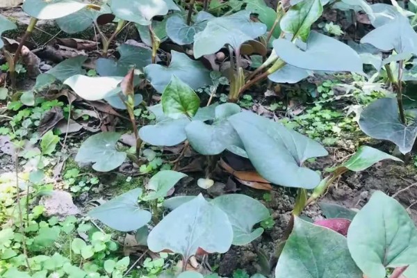 折耳根是不是鱼腥草，二者是同一种植物
