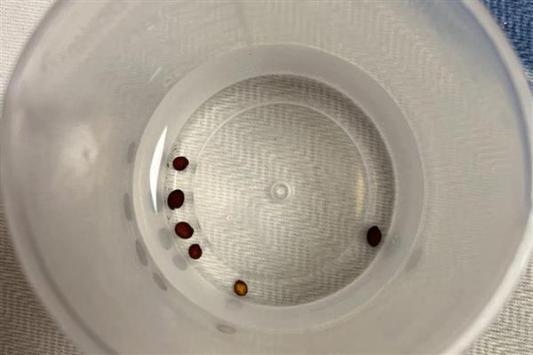 花种子泡多久才能种，要泡5-12个小时
