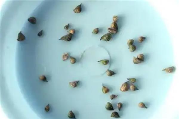 花种子泡多久才能种，要泡5-12个小时