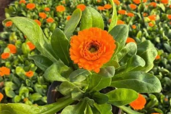 花种子泡多久才能种，要泡5-12个小时