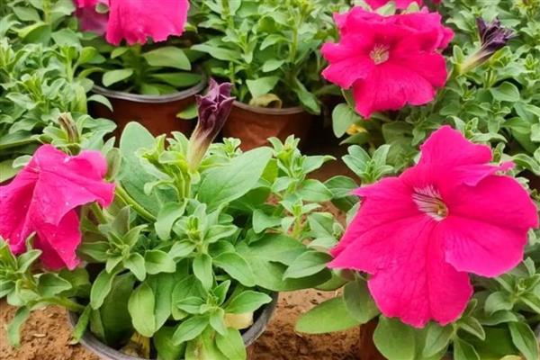 花种子泡多久才能种，要泡5-12个小时