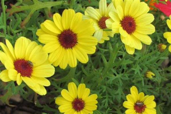 花种子泡多久才能种，要泡5-12个小时