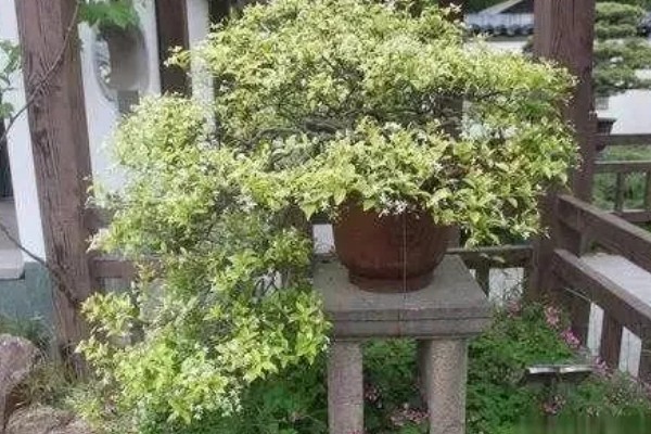 怎么养络石，要给络石施氮肥为主