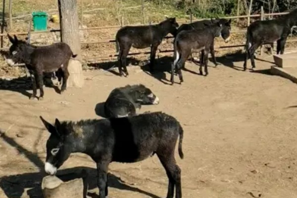 肉驴常见疾病的防治方法，不同疾病的防治方法不同