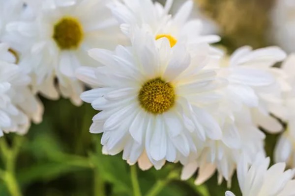 送白色菊花的寓意，寓意追思怀念、高尚品格等