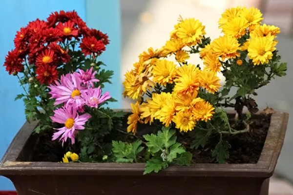 送白色菊花的寓意，寓意追思怀念、高尚品格等