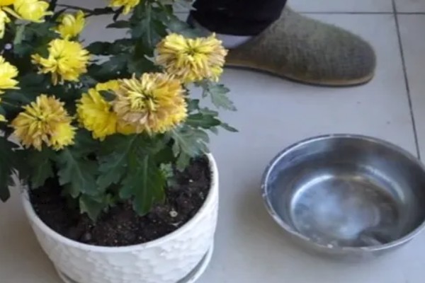 送白色菊花的寓意，寓意追思怀念、高尚品格等